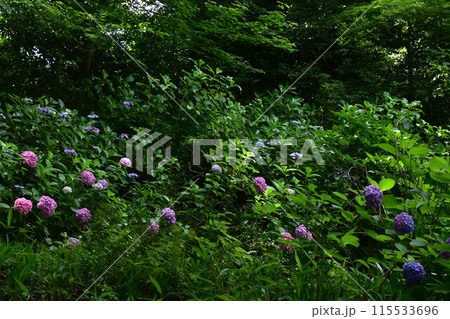神代植物公園の緑の中に咲く紫陽花 115533696