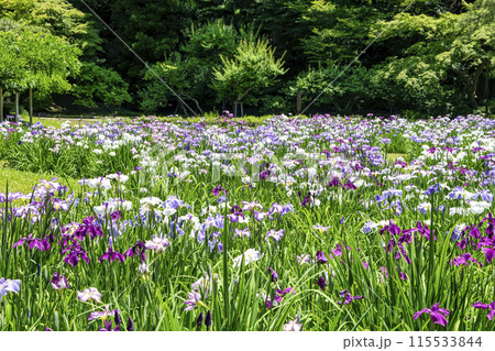 東京都　小石川後楽園　菖蒲田の花ショウブ　国の特別史跡 115533844
