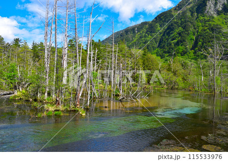 春　上高地　岳沢湿原 115533976