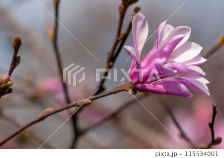 Close-up of a magnolia flower Close-up of a magnolia flower 115534001