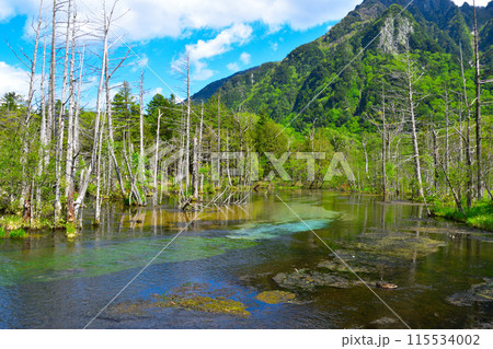 春　上高地　岳沢湿原 115534002