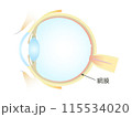 眼の垂直断面図 網膜 115534020