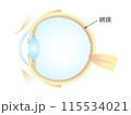 眼の垂直断面図 網膜 115534021