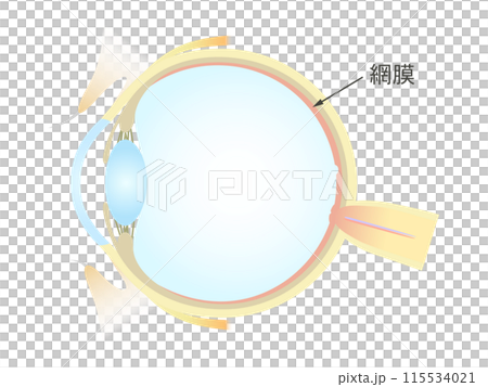 Vertical section of the eye Retina Vertical section of the eye Retina 115534021