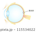 眼の垂直断面図 黄斑部 115534022