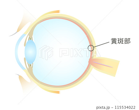 眼の垂直断面図 黄斑部 115534022