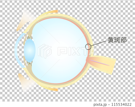 眼の垂直断面図 黄斑部 115534022