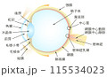 眼の垂直断面図  115534023