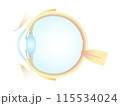 眼の垂直断面図  115534024