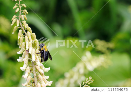 クサエンジュの花蜜を吸うメスのキムネクマバチ(自然光+マクロ接写写真) クサエンジュの花蜜を吸うメスのキムネクマバチ(自然光+マクロ接写写真) 115534076