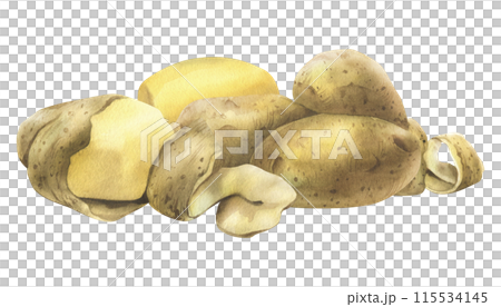 White potatoes in skins, whole, peeled, with a spiral of peelings. Watercolor illustration, hand-drawn on the theme of harvest, cooking, food, vegetable shop. Composition isolated from background 115534145