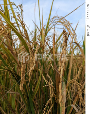 rice field in the early morning 115534220