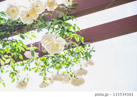 バラ園のバラ 115534381