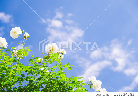 初夏の青空とバラ 初夏の青空とバラ 115534383