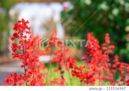 公園に咲くヒューケラ 公園に咲くヒューケラ 115534397