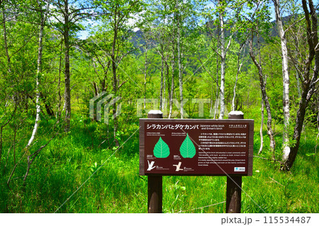 シラカンバ ダケカンバ シラカンバ ダケカンバ 115534487