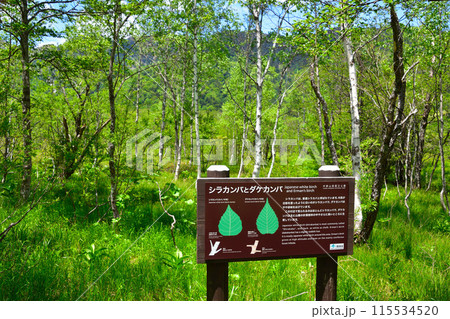 シラカンバ ダケカンバ シラカンバ ダケカンバ 115534520