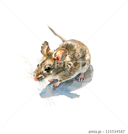 白背景にねずみの水彩イラスト 115534587