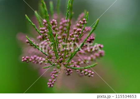 Close-up of pink flowers Close-up of pink flowers 115534653
