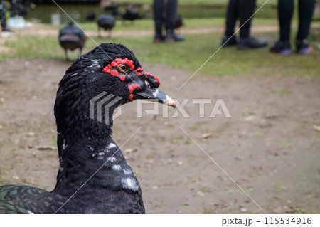 black duck, close up view 115534916