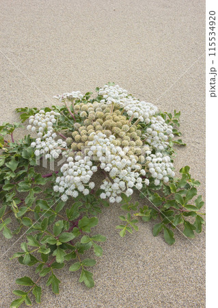 春の鳥取砂丘と砂丘植物 鳥取県 鳥取砂丘 ハマボウフウ 115534920