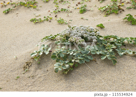 春の鳥取砂丘と砂丘植物 鳥取県 鳥取砂丘 ハマボウフウ 115534924