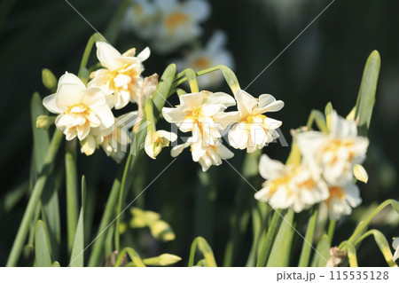 白い水仙(神奈川県三浦市城ヶ島の冬・早春) 白い水仙(神奈川県三浦市城ヶ島の冬・早春) 115535128