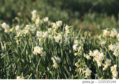 白い水仙（神奈川県三浦市城ヶ島の冬・早春） 115535144