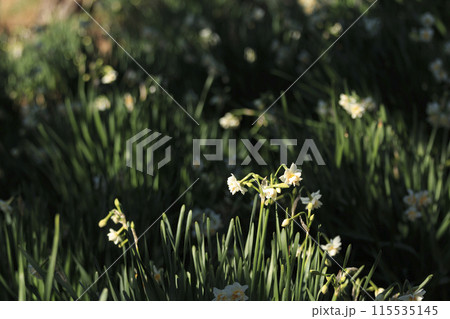 白い水仙（神奈川県三浦市城ヶ島の冬・早春） 115535145