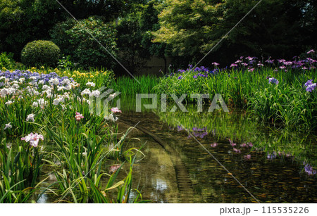 大阪、城北菖蒲園の花菖蒲 大阪、城北菖蒲園の花菖蒲 115535226