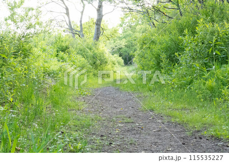 奥に伸びる森の中の砂利道 奥に伸びる森の中の砂利道 115535227