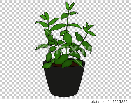 Illustration of peppermint seedlings planted in a pot (with outline) 115535882