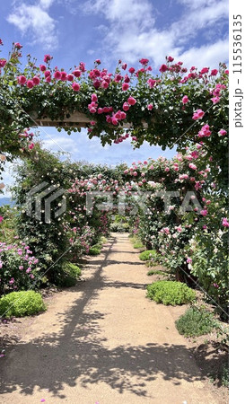 【長野県中野市】一本木公園　信州なかのバラまつり 115536135