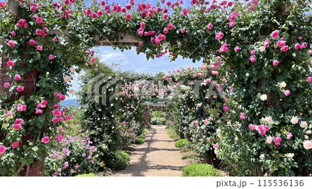 【長野県中野市】一本木公園 信州なかのバラまつり 【長野県中野市】一本木公園 信州なかのバラまつり 115536136