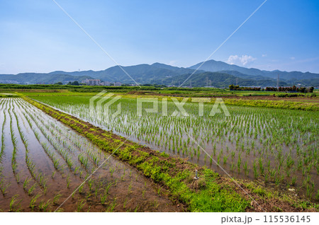 平塚の水田と大山が見える風景 115536145