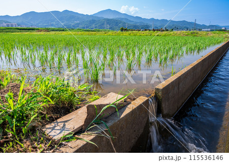 平塚の水田と大山が見える風景 115536146