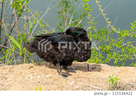 The Pomeranian or Pommern duck also known such as the Shetland duck and Swedish Blue duck The Pomeranian or Pommern duck also known such as the Shetland duck and Swedish Blue duck 115536422