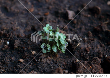 Green sprout on grond. 115536453