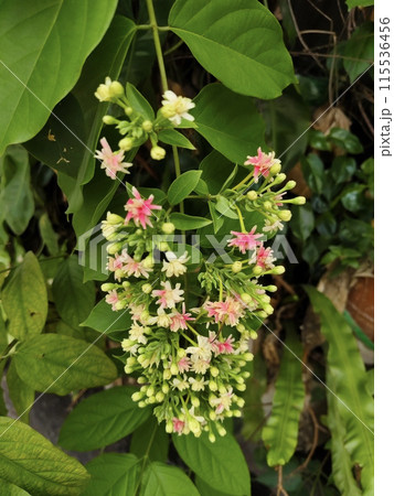 Rangoon Creeper's flowers blooming branch. Rangoon Creeper's flowers blooming branch. 115536456