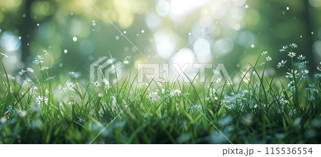 Closeup of Dewy Grass Blades in Morning Sunlight 115536554