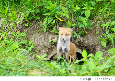 巣穴から出てきた子キツネ 巣穴から出てきた子キツネ 115536651