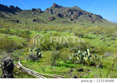 Sonora Desert Arizona Picacho Peak State Park 115536996