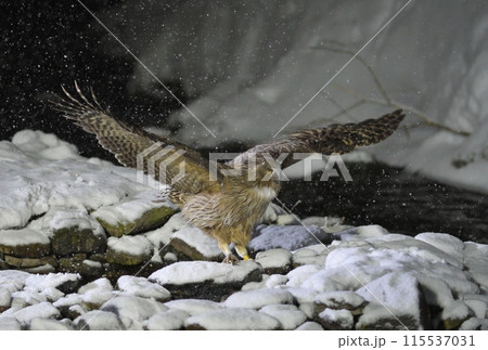 北海道知床半島の羅臼で雪の積もった小川で魚を獲るシマフクロウ 115537031