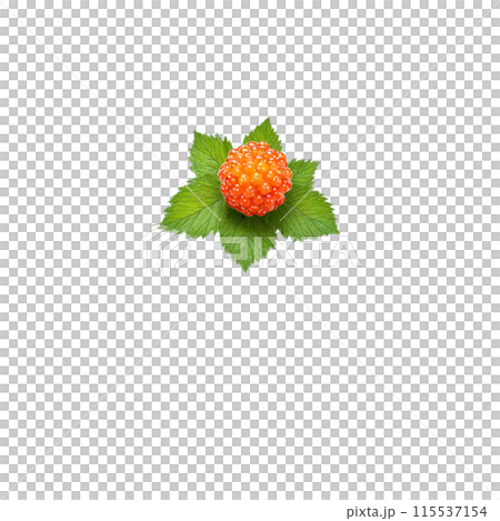 Salmonberry with orange berries and green leaves in dynamic swirl Food and culinary concept 115537154