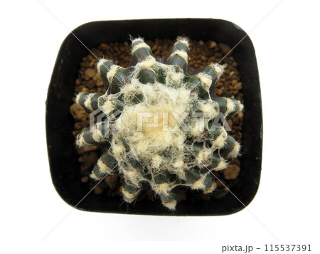 ホルスティー 115537391