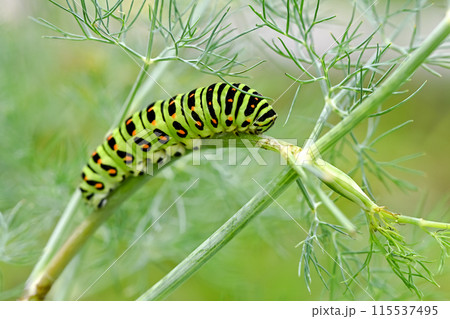 キアゲハの幼虫 115537495