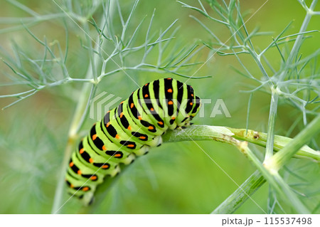 キアゲハの幼虫 115537498