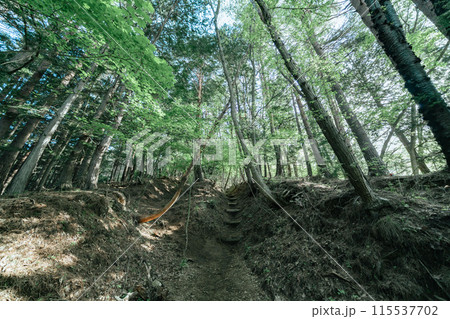 神社からの山道 115537702