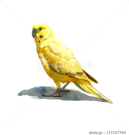 白背景にセキセイインコの水彩イラスト 115537784