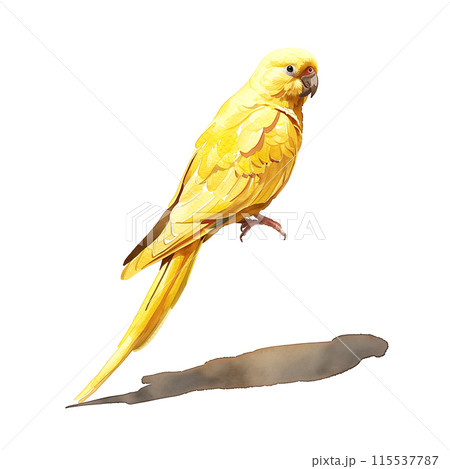 白背景にセキセイインコの水彩イラスト 白背景にセキセイインコの水彩イラスト 115537787